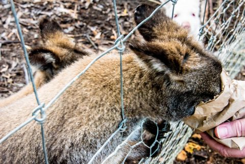 Feeding the wallabies, KI Wildlife Park