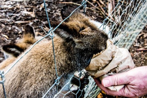 Feeding the wallabies, KI Wildlife Park