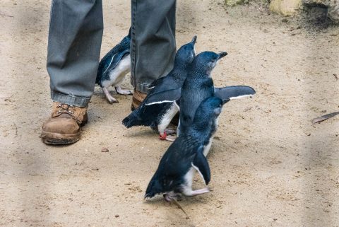 Little Penguins, KI Wildlife Park