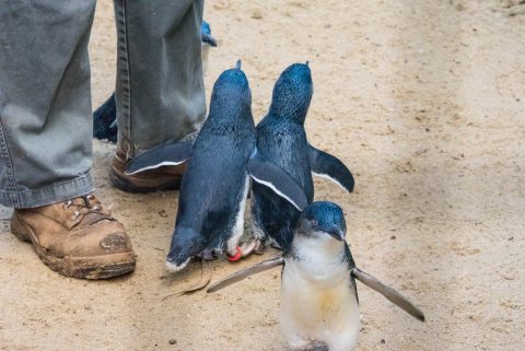 Little Penguins, KI Wildlife Park