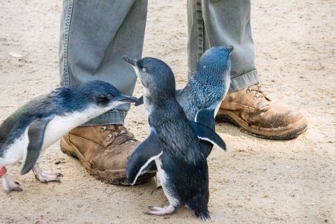 Little Penguins, KI Wildlife Park