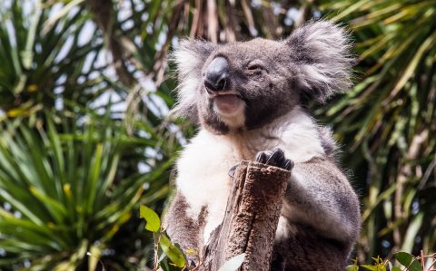 Koala, KI Wildllife Park