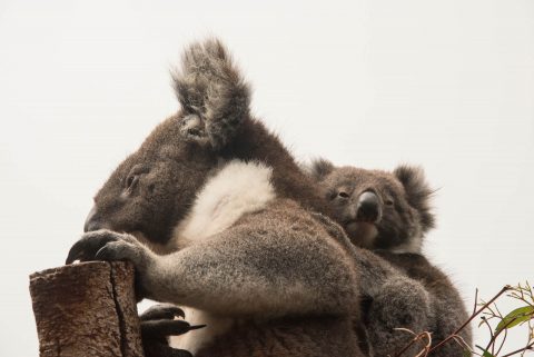 Koala, KI Wildllife Park