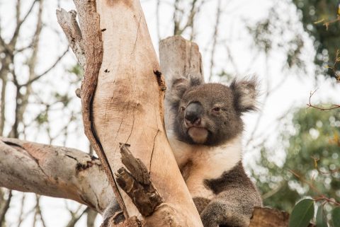 Koala, KI Wildllife Park