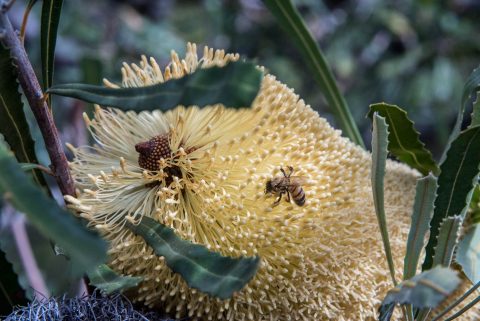 Banksia, Stokes Bay, Kangaroo Island