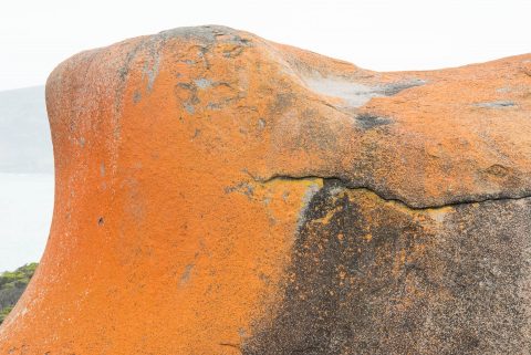 Orange Lichen, Remarkable Rocks, Kangaroo Island