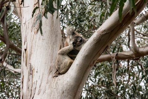 Koala in Manna Gum,  Kangaroo Island