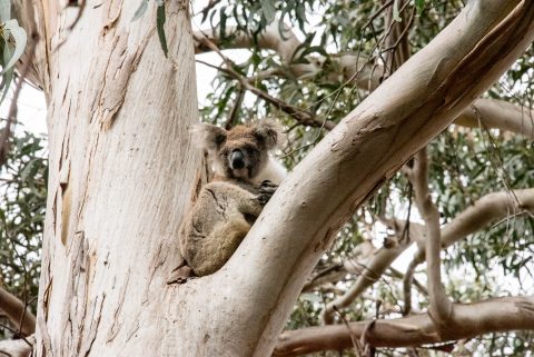 Koala in Manna Gum,  Kangaroo Island