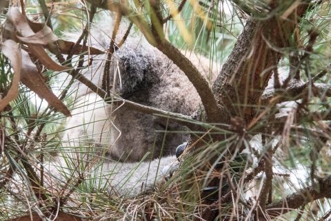 Koala asleeo,  Kangaroo Island