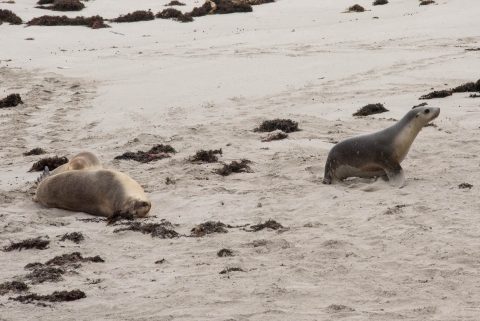 Australian Sea-Lions, Seal Bay, Kanarooo Island
