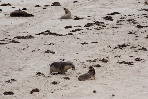 Australian Sea-Lions, Seal Bay, Kanarooo Island