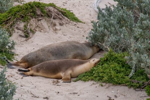 Australian Sea-Lions, Seal Bay, Kanarooo Island