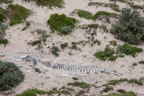 Skeleton of young whale, Seal Bay, Kangaroo Island