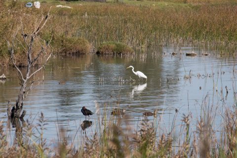 River Murray, Meningle, SA