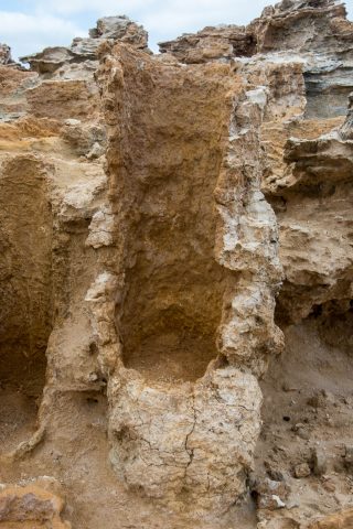 Petrified forest, Bridgewater Bay