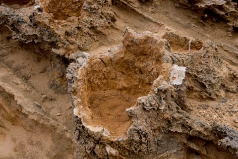 Petrified forest, Bridgewater Bay