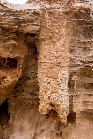 Petrified forest, Bridgewater Bay