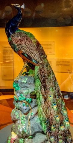 Minton peacock, Flagstaff Hill Maritime Village, Warrrnambool