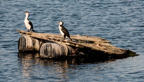 Little Pied Cormorants, Apollo Bay, Great Ocean Road