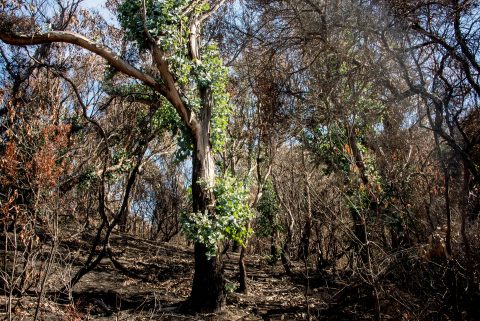 Regenervation after forest fires, Great Ocean Road