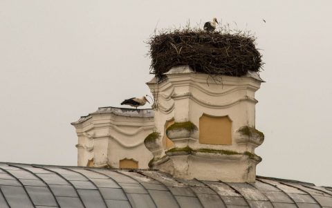 Rundale Palace Storks, Latvia