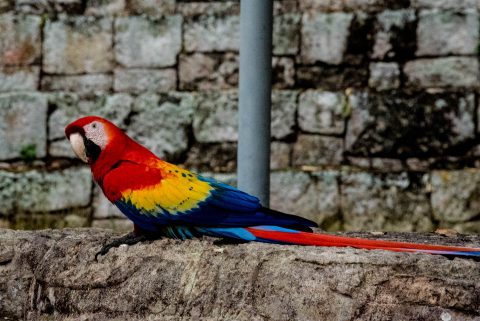Macaw, Copan