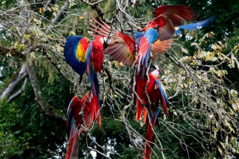 Macaws fighting, Copan