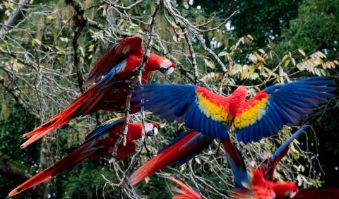 Macaws fighting, Copan
