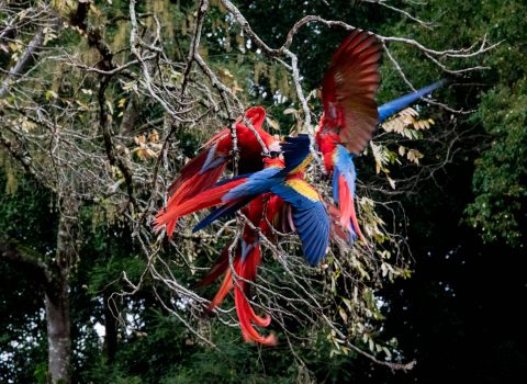 Macaws fighting, Copan