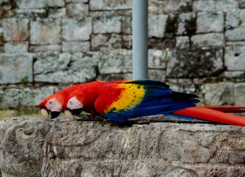 Macaws,  Copan