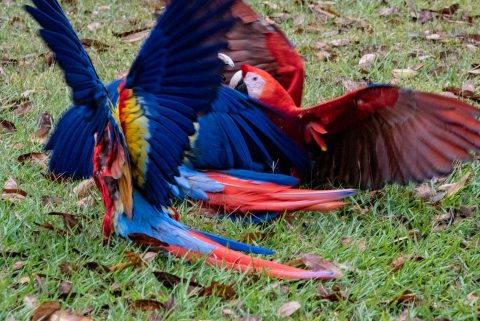 Macaws fighting, Copan