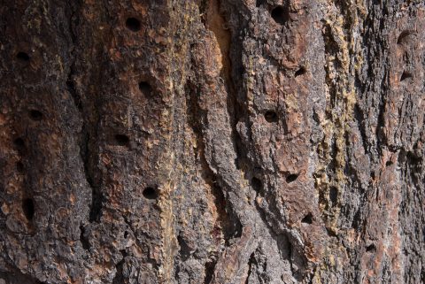Carpenter bees in conifer, Iximche