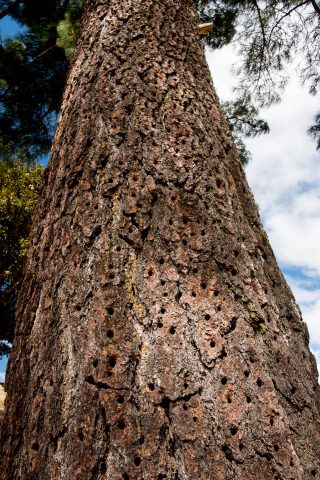 Carpenter bees in conifer, Iximche