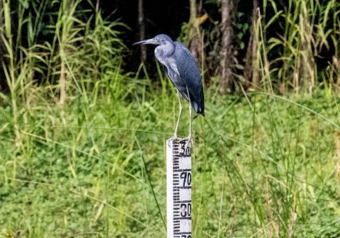 Heron on Reservoir, Tikal