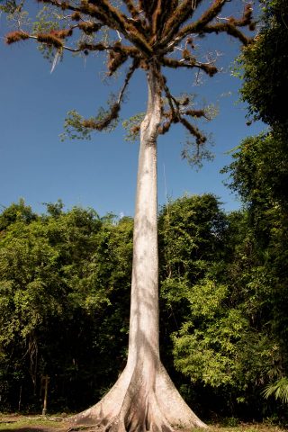 Ceiba (kapok) tree, Tikal