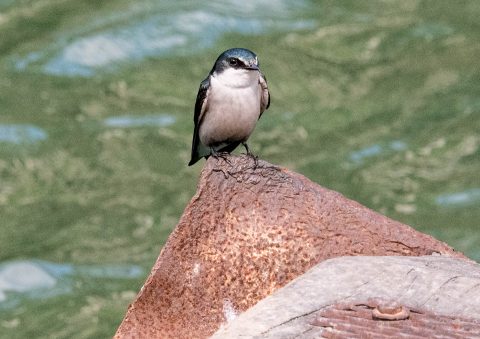 Mangrove swallow, Mopan River, Belize