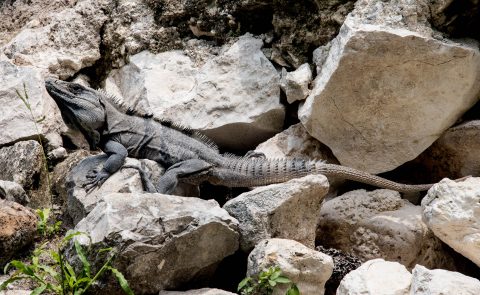 Spiney tailed Iguana, Xunantunich