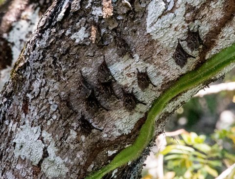 Spectacled Bats, River Mopan, Belize
