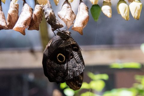 Owl Butterfly and chrysalis,,  Belize