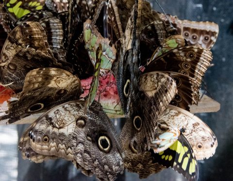 Owl Butterflies, Belize