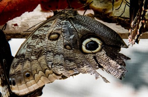 Owl Butterfly, Belize