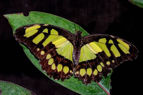 Malachite butterfly, Belize, Belize