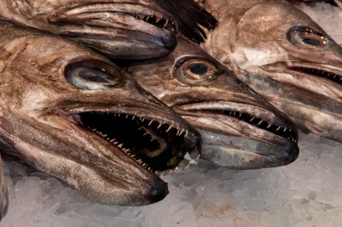 Fish stail, Mercat de Santa Caterina, Barcelona