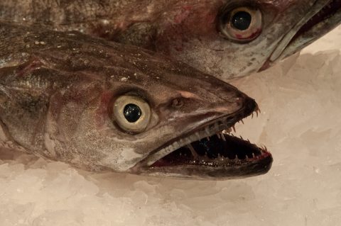 Fish stail, Mercat de Santa Caterina, Barcelona