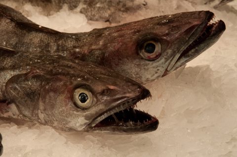 Fish stail, Mercat de Santa Caterina, Barcelona