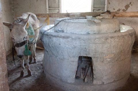 Potter's donkey grinding the glaze, Gijduvon