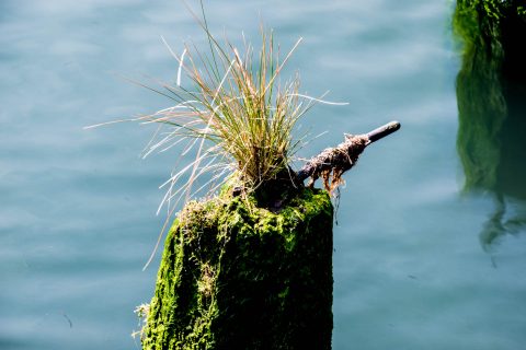 Wharves, Columbia River, Astoria