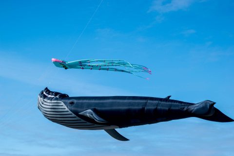 Kites flying at Seaside