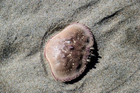 Stonefield Beach, Oregon
