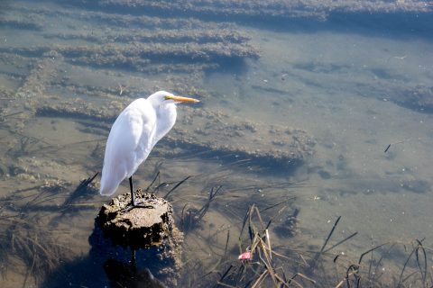 Egret, Siuslaw River, Florence